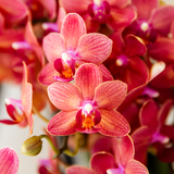 Orchidée Phalaenopsis rouge Blossom Congo avec cache-pot Retro rouge - H 40 cm, pot Ø9 cm