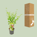 Érable du Japon Going Green - Acer palmatum - H 50 cm, pot Ø19 cm