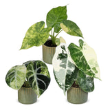 Baby Alocasia Tricolour Variegata avec cache-pots Linnea olive - lot de 3 mini plantes
