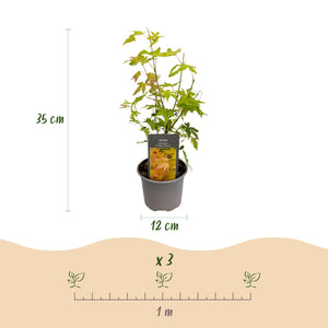 Acer palmatum Orange Dream – Lot de 3 – Pot 12 cm