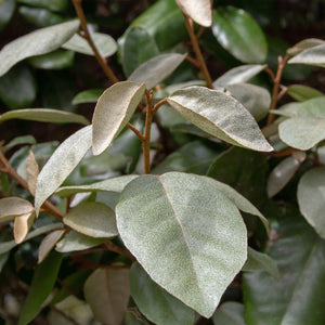 Elaeagnus ebbingei Compacta – Lot de 8 – Pot 9 cm