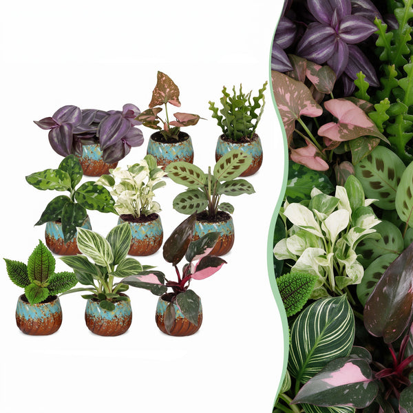 Baby plantes surprise avec cache-pots cuivre - lot de 3 à 12 mini plantes tropicales - pot Ø6 cm