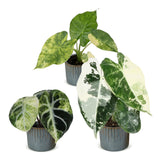 Baby Alocasia Tricolour Variegata avec cache-pots Linnea bleu brume - lot de 3 mini plantes
