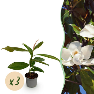 Magnolia grandiflora – Lot de 3 – Hauteur 30 cm