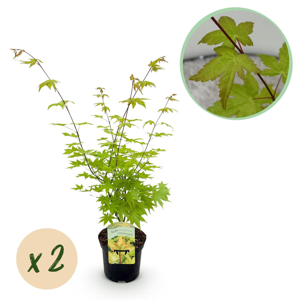 Érables du Japon Summergold - 2 plants - H 70 cm, pot Ø19 cm