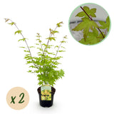 Érables du Japon Summergold - 2 plants - H 70 cm, pot Ø19 cm