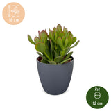 Arbre de jade avec cache-pots gris - Crassula ovata - H 16 cm, pot Ø12 cm - photo 5