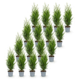 Kit haie Thuya Smaragd - H 20-30 cm, pot Ø9 cm