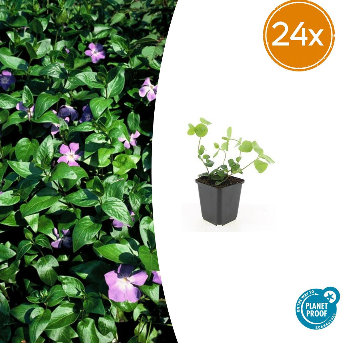 Grande pervenche en godet - Vinca major - H 10-25 cm, pot Ø9 cm - photo 8