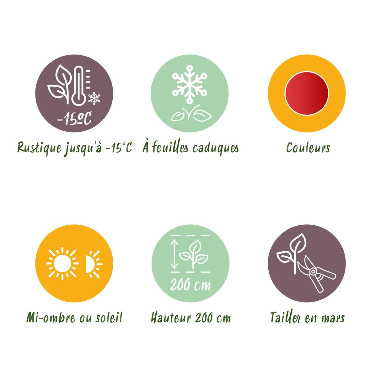 Acer palmatum Beni-maiko – Lot de 3 – Pot 12 cm