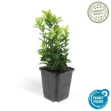 Fusain du Japon Green Spire en godet - Euonymus japonicus - H 10-25 cm, pot Ø9 cm - photo 3