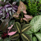 Baby plantes surprise - lot de 6 mini plantes tropicales avec cache-pots Linnea miel