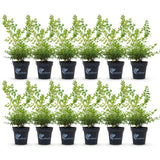 Buis Babylon Beauty - H 25 cm, pot Ø13 cm