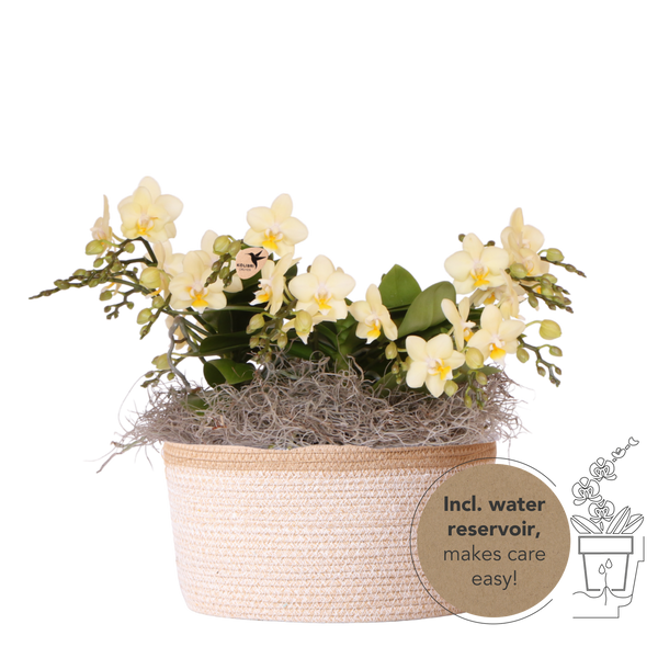 Orchidées Phalaenopsis jaunes Botanic Yellow en panier Cotton - bouquet de 3