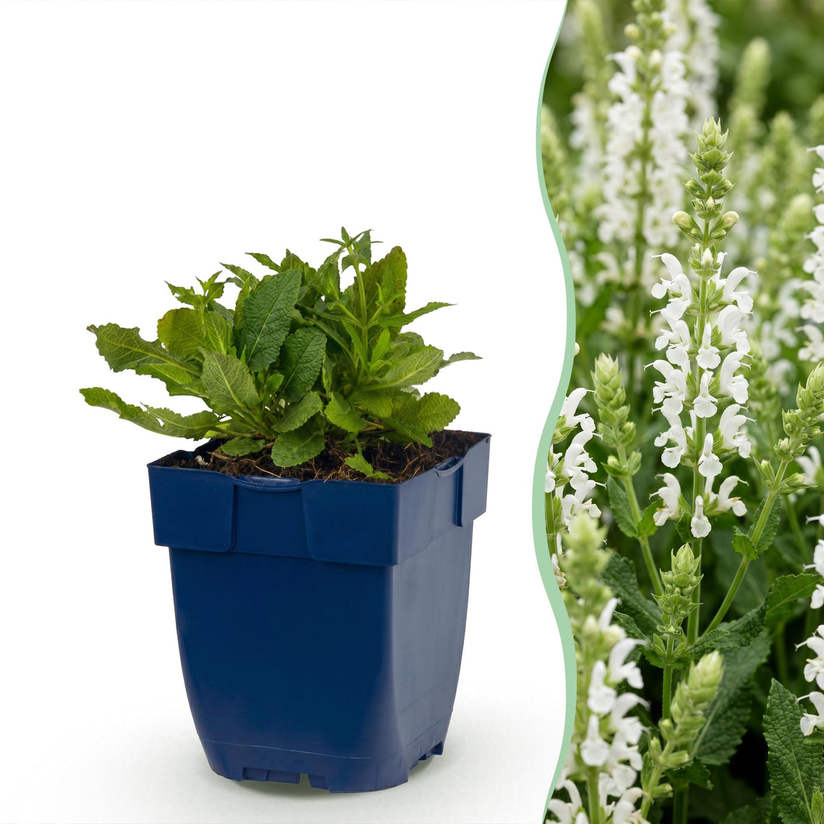 Sauge des bois blanche Schneehügel - H 15-25 cm, pot Ø11 cm