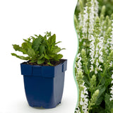 Sauge des bois blanche Schneehügel - H 15-25 cm, pot Ø11 cm