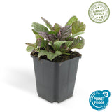 Bugle rampante Burgundy Glow en godet - Ajuga reptans - H 10-25 cm, pot Ø9 cm - photo 5