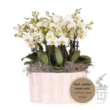 Orchidées Phalaenopsis blanches Blossom Lausanne en coupe Oyster - bouquet de 3 - H 45 cm, pots Ø12 cm
