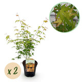 Érables du Japon Katsura - 2 plants - H 70 cm, pot Ø19 cm