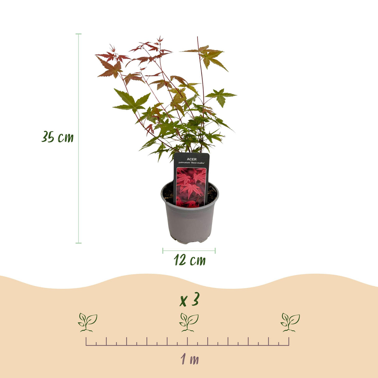 Acer palmatum Beni-maiko – Lot de 3 – Pot 12 cm