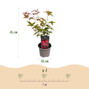 Acer palmatum Beni-maiko – Lot de 3 – Pot 12 cm