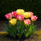 Tulipe double Foxtrot en mélange - calibre 11/12