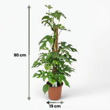 Monstera Minima sur tuteur mousse | Pot 19 cm