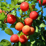 Prunier Victoria - Prunus domestica - H 90 cm, pot Ø21 cm