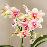 Orchidée Phalaenopsis jaune orangé Mineral Grosseto et 2 succulentes - coffret Flare vert - pot Ø9 cm
