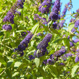 Arbre aux papillons Empire Blue - Buddleja davidii - H 25 cm, pot Ø17 cm
