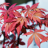 Érables du Japon Sumi-nagashi - 2 plants - H 70 cm, pot Ø19 cm