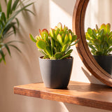 Arbre de jade avec cache-pots gris - Crassula ovata - H 16 cm, pot Ø12 cm - photo 3