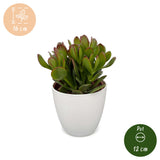 Arbre de jade avec cache-pots blancs - Crassula ovata - lot de 4