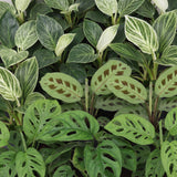 Baby plantes surprise avec cache-pots Linnea olive - lot de 3 mini plantes tropicales