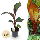 Bananier d'Abyssinie rouge Maurelii - Ensete ventricosum - 6 plants - H 40 cm, pot Ø17 cm