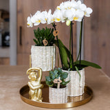 Orchidée Phalaenopsis blanche Mineral Gibraltar et 2 succulentes - coffret Oyster - pot Ø9 cm