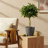 Schefflera Gold Capelle – Arbre doigt | Pot 17 cm