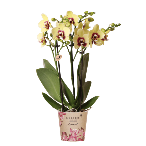 Orchidée Phalaenopsis jaune et rouge Diamond Uruguay
