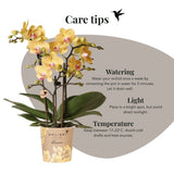 Orchidée Phalaenopsis jaune Blossom Lima et succulente - coffret Horizon jaune - pot Ø9 cm