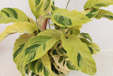 Calathea Fusion Yellow - Goeppertia
