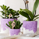 Orchidée Phalaenopsis violette Mineral Vienna avec cache-pot Bloom lilas - H 40 cm, pot Ø9 cm