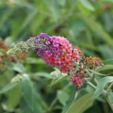 Arbre aux papillons Flower Power - Buddleja davidii - 3 plants - H 30 cm, pot Ø17 cm