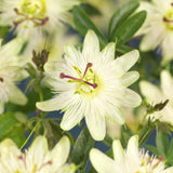 Passiflore Avalanche - 2 plants - H 40 cm, pot Ø11 cm