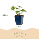 Géranium vivace Johnson's Blue - H 15-25 cm, pot Ø11 cm - photo 3