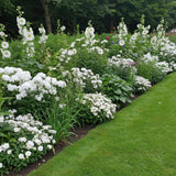 Kit de vivaces à fleurs blanches - 24 plants pour 3 m² - H 25 cm, pot Ø11 cm