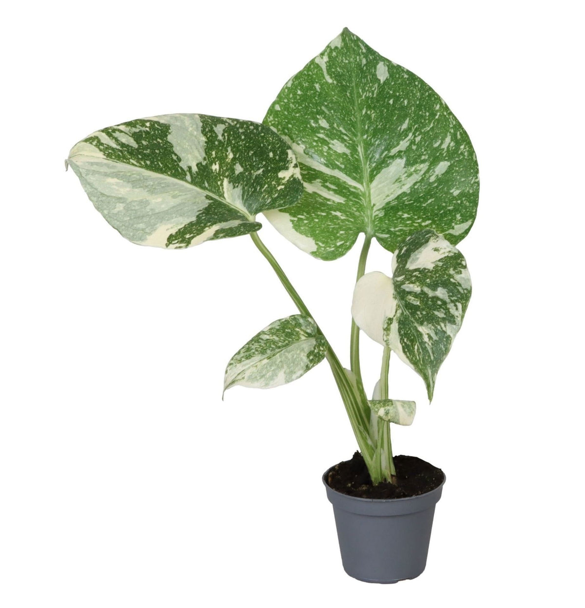 Mini Monstera Thai Constellation - Monstera deliciosa - H 14 cm, pot Ø6 cm