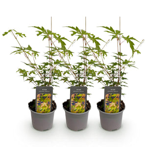 Acer palmatum Sangokaku – Lot de 3 – Pot 12 cm