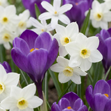 Bulbes pour jardin d'ombre, grande quantité - 200 bulbes