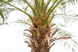 Phoenix Roebelenii op stam - 210cm - 200cm