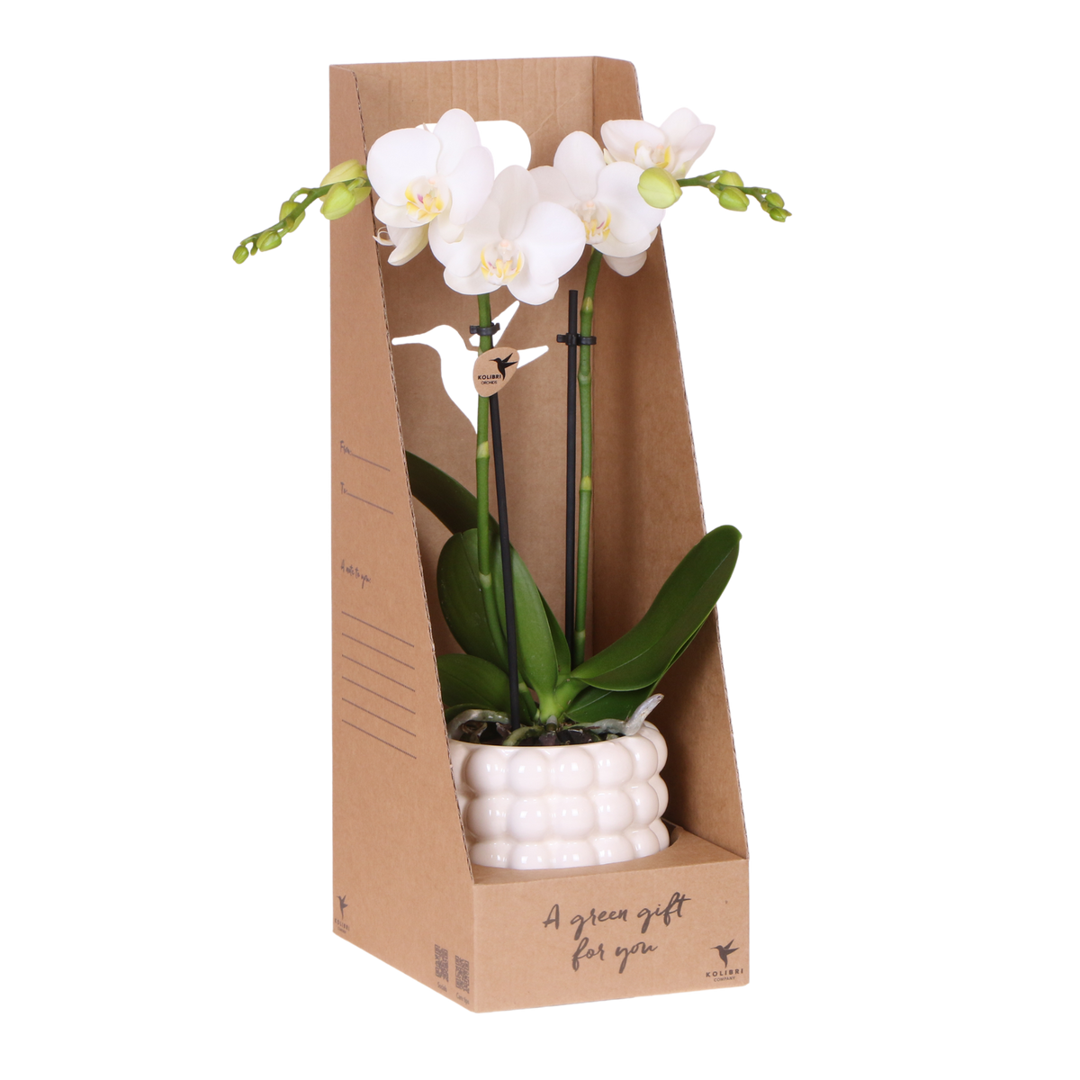 Orchidée Phalaenopsis blanche Mineral Amabilis - cache-pot Poppy blanc et boîte cadeau - H 40 cm, pot Ø9 cm